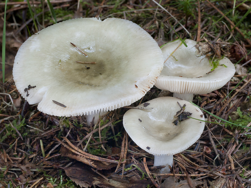 Russula aeruginea